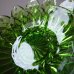 画像4: 緑のひまわりのサラダ皿3枚セット  未使用 (4)
