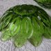 画像3: 緑のひまわりのサラダ皿3枚セット  未使用 (3)
