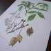 画像5: 植物図鑑カード  83枚   アンティーク