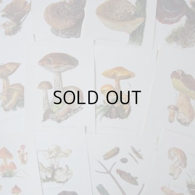 画像6: きのこ図鑑カード  127枚   アンティーク