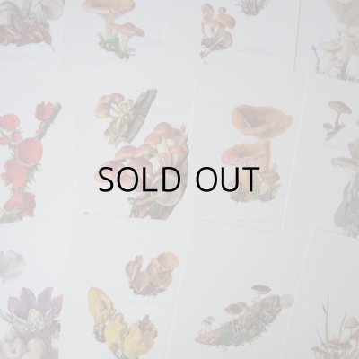 画像9: きのこ図鑑カード  127枚   アンティーク