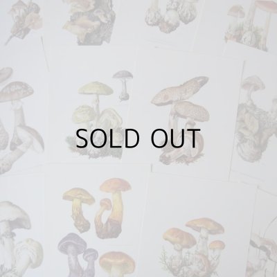 画像10: きのこ図鑑カード  127枚   アンティーク