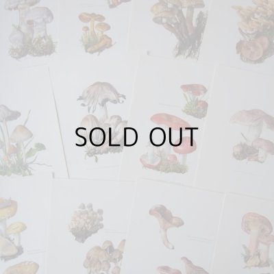 画像11: きのこ図鑑カード  127枚   アンティーク