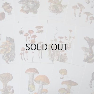 画像13: きのこ図鑑カード  127枚   アンティーク