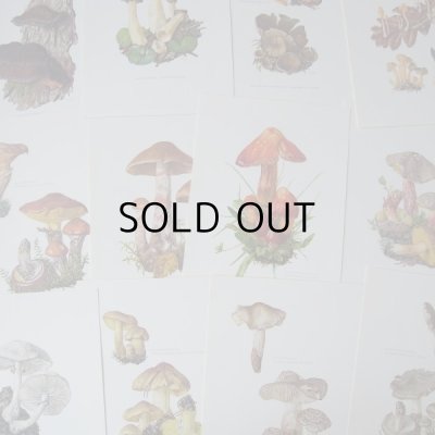 きのこ、きのこ、きのこ！