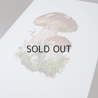 画像4: きのこ図鑑カード  127枚   アンティーク