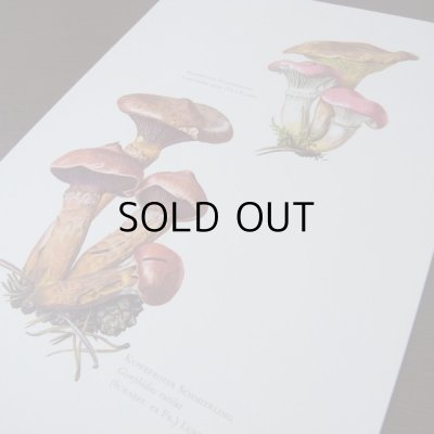 画像5: きのこ図鑑カード  127枚   アンティーク