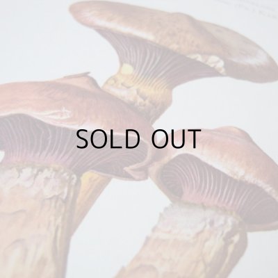 画像3: きのこ図鑑カード  127枚   アンティーク