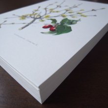 他の写真1: 植物図鑑カード  83枚   アンティーク
