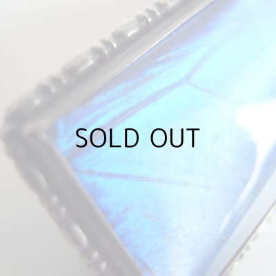 美しいセルリアンブルー