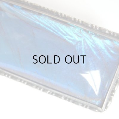 画像4: モルフォ蝶のブローチ  アンティーク