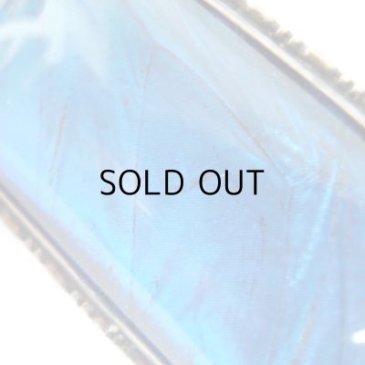 画像7: モルフォ蝶のブローチ  アンティーク