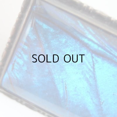 画像8: モルフォ蝶のブローチ  アンティーク