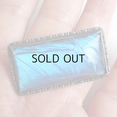 画像14: モルフォ蝶のブローチ  アンティーク