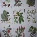 画像1: 植物図鑑カード 33枚  アンティーク (1)
