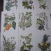 画像2: 植物図鑑カード 33枚  アンティーク (2)