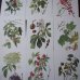 画像3: 植物図鑑カード 33枚  アンティーク