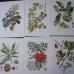 画像4: 植物図鑑カード 33枚  アンティーク